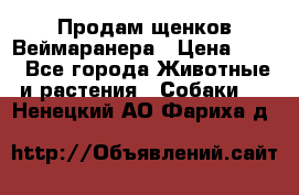 Продам щенков Веймаранера › Цена ­ 30 - Все города Животные и растения » Собаки   . Ненецкий АО,Фариха д.